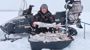 Как часто бывает вроде клёв плохой а корыто окуня наловил 🎣🎣🎣