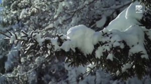 Пульс Республики - «Архыз» смотрит в будущее (13.02.2026)