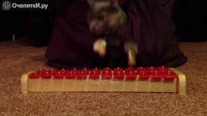 Веселые моменты