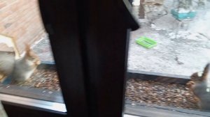 ревнивые белки