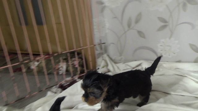 Щенок йорк (мальчик, Томми. 01.01.2026) смотреть онлайн