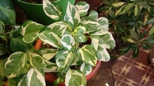 Принц Н Джой 🤴 уход