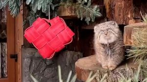 Обитателям Ленинградского зоопарка подарили съедобные "валентинки": видео.