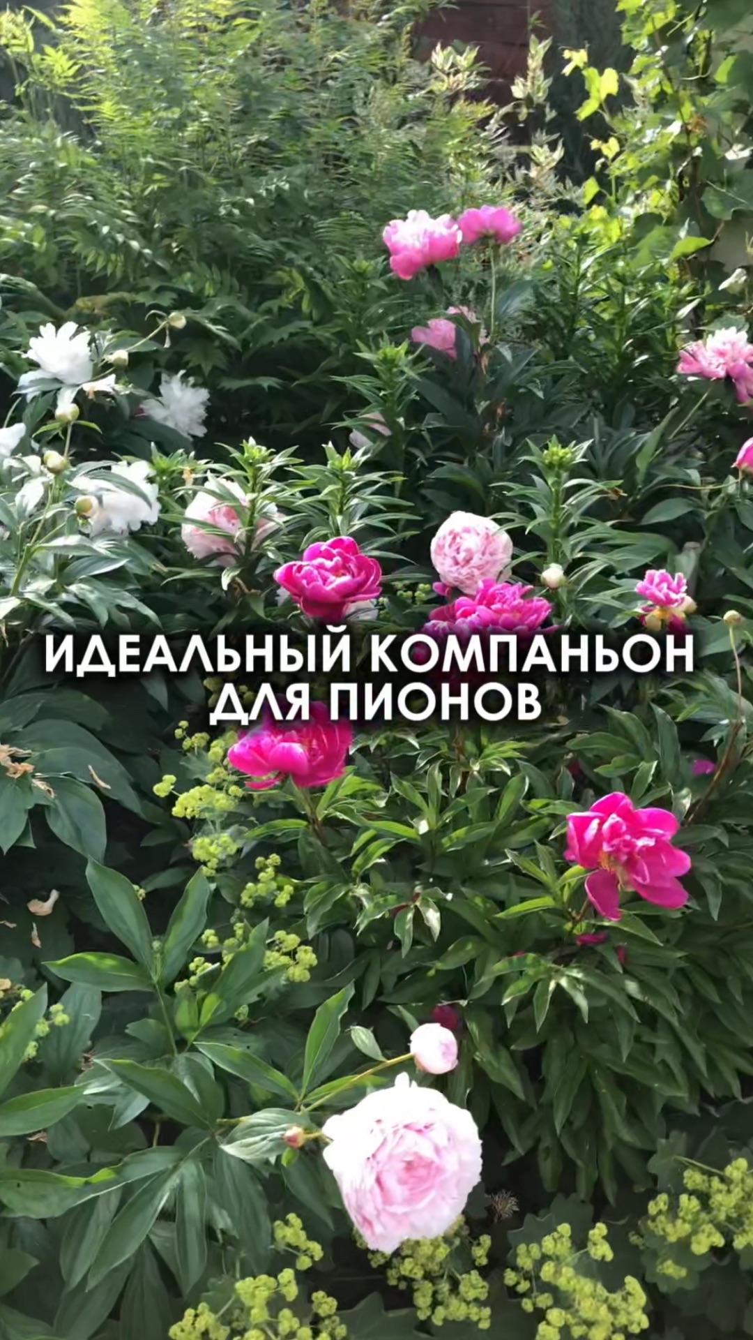 ИДЕАЛЬНЫЙ КОМПАНЬОН ДЛЯ ПИОНОВ