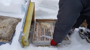 Основной точек 2026. Зимовка пчел Костромская область. Кандивоз