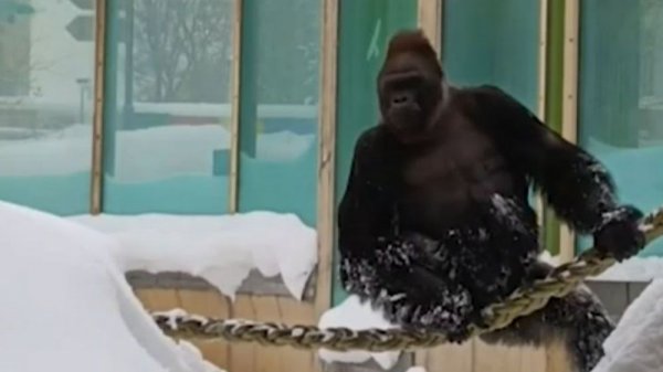 Горилла гуляет по снегу в Москве