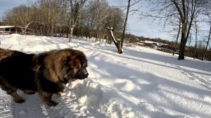 Продам машину ! Как там страус ? Корм привез ! ХУТОР В ЛЕСУ №977