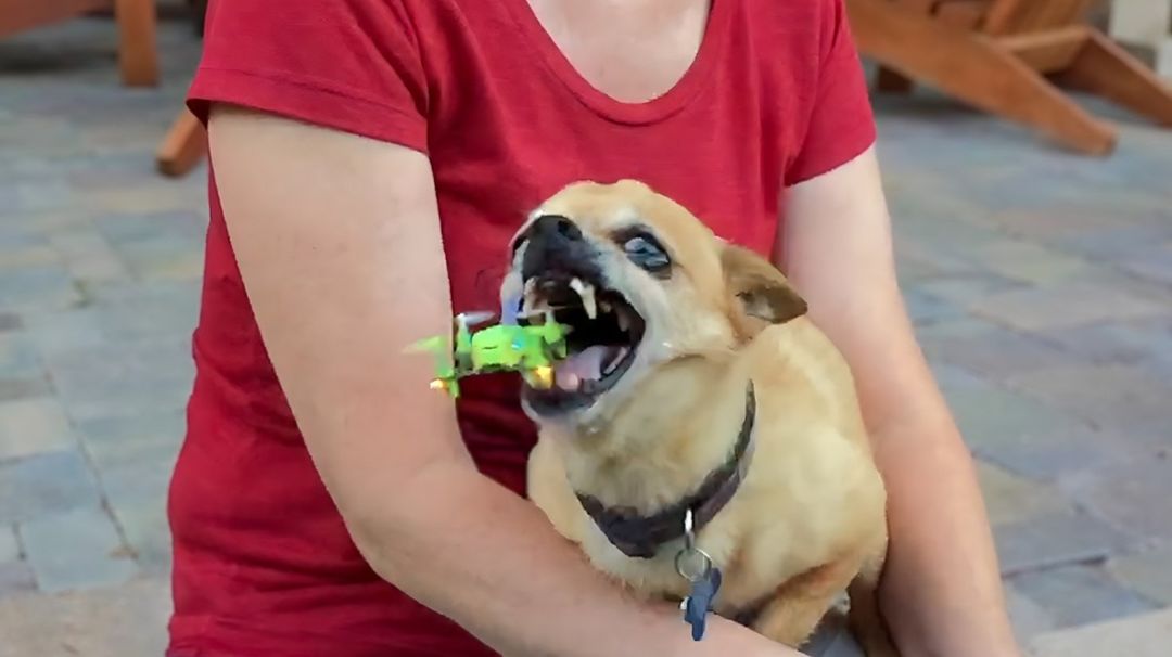 America′s Funniest Home Videos. Good Boys Being Bad Dogs 🐶 Best National Dog Day Fails смотреть онлайн