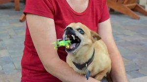 America′s Funniest Home Videos. Good Boys Being Bad Dogs 🐶 Best National Dog Day Fails