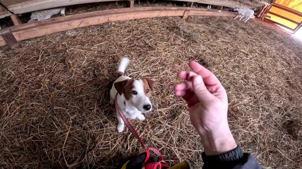 Трактор завести не смог, пришлось его тащить.. Собака в овчарне ! ХУТОР В ЛЕСУ №978