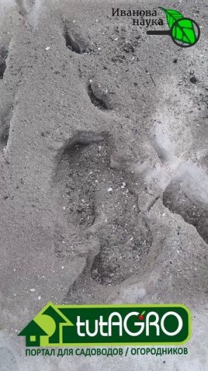 Сыплю прямо по снегу и первым получаю урожай! Клубника и чеснок убираю раньше и гораздо больше!