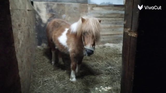 Спартак и Лена_HD.mp4