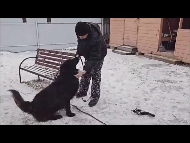 Очень хочет гулять