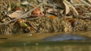 Добро пожаловать в захватывающий мир животных!