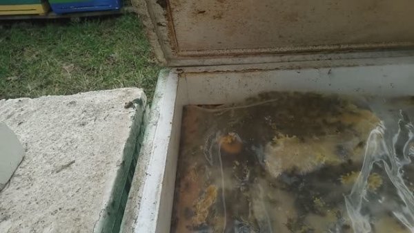 Пчелы и пчелопакеты на 2026 год