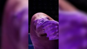 Морж Лора получила подарок на 14 февраля от моржа Миши из Приморья: видео