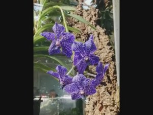 Синие орхидеи и ...