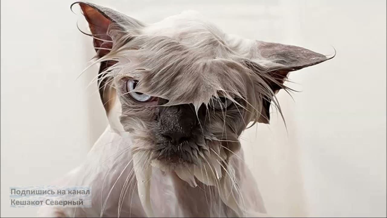 Купание кота.