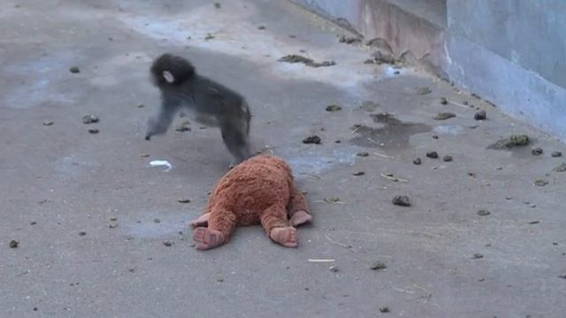 Перед вами Панч — макак из японского зоопарка с тяжёлой судьбой смотреть онлайн