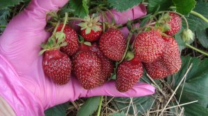 КЛУБНИКА   ЧЕРНЫЙ ПРИНЦ   ОПИСАНИЕ СОРТА