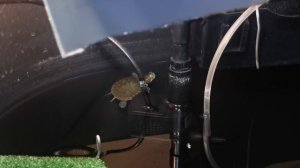 Медитация - красноухая черепашка Манго!