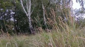 звуки природы.звуки леса