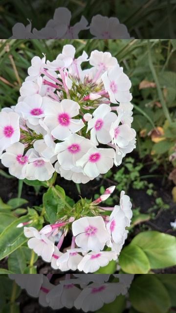 флокс метельчатый в коллекции сада