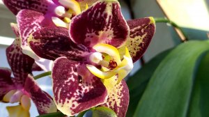 Домашние цветение орхидей. Фаленопсис Pinyf Бабочка и другие орхидеи.
