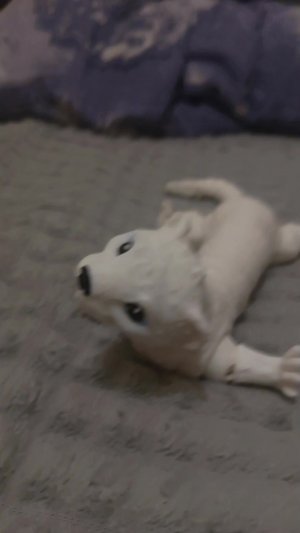 трансляция вместе с ХелЛи 💍🦦❤