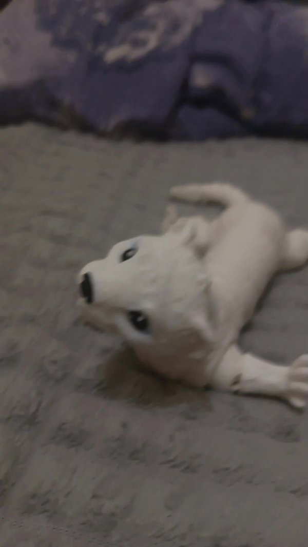 трансляция вместе с ХелЛи 💍🦦❤