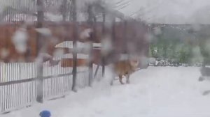 13022026г дождь рыхлый снег Шерхан с Иваном На секундочку к окошку к Киаре