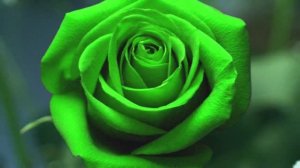 Песня Эти розы для тебя Красивое поздравление женщине