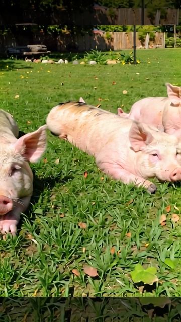 Свиньи отдыхают на газоне! "Вася отдыхает, культурно отдыхает" попал в точку 😂🐷