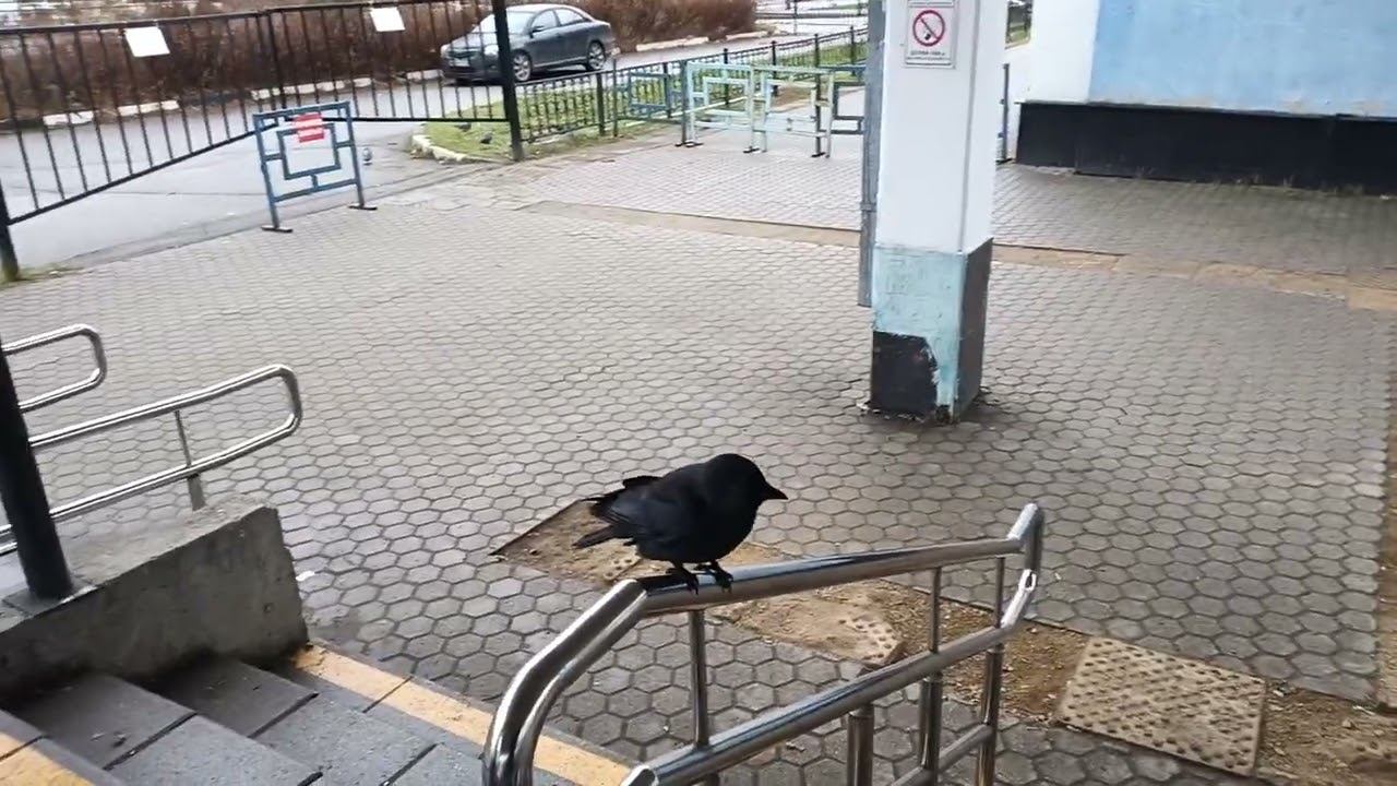 смелый на ярославском автовокзале