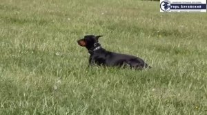 Где обучить собаку? Школа дрессировки.