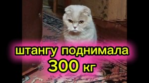 КОШКИ С ОЗВУЧКОЙ. Новые русские бабки.