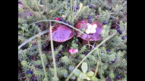 Край_Колыма.mp4