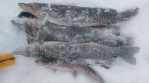 Лесная щука на болотах