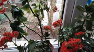 Цветущие комнатные растения в феврале.