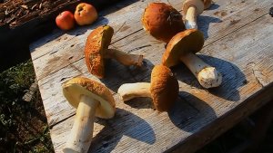 «ГРИБЫ И ПЕРВЫЕ СИГАРЫ ИЗ СВОЕГО ТАБАКА - ТАБАЧНОЕ ЛЕТО 10 ЛЕТ НАЗАД» «Сады порока» 1 сезон 8 серия