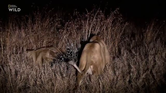 Смертоносная Африка. Саванна