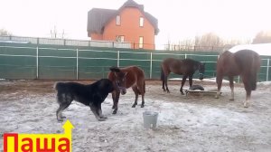 Кавказская овчарка играет со своей любимой пони