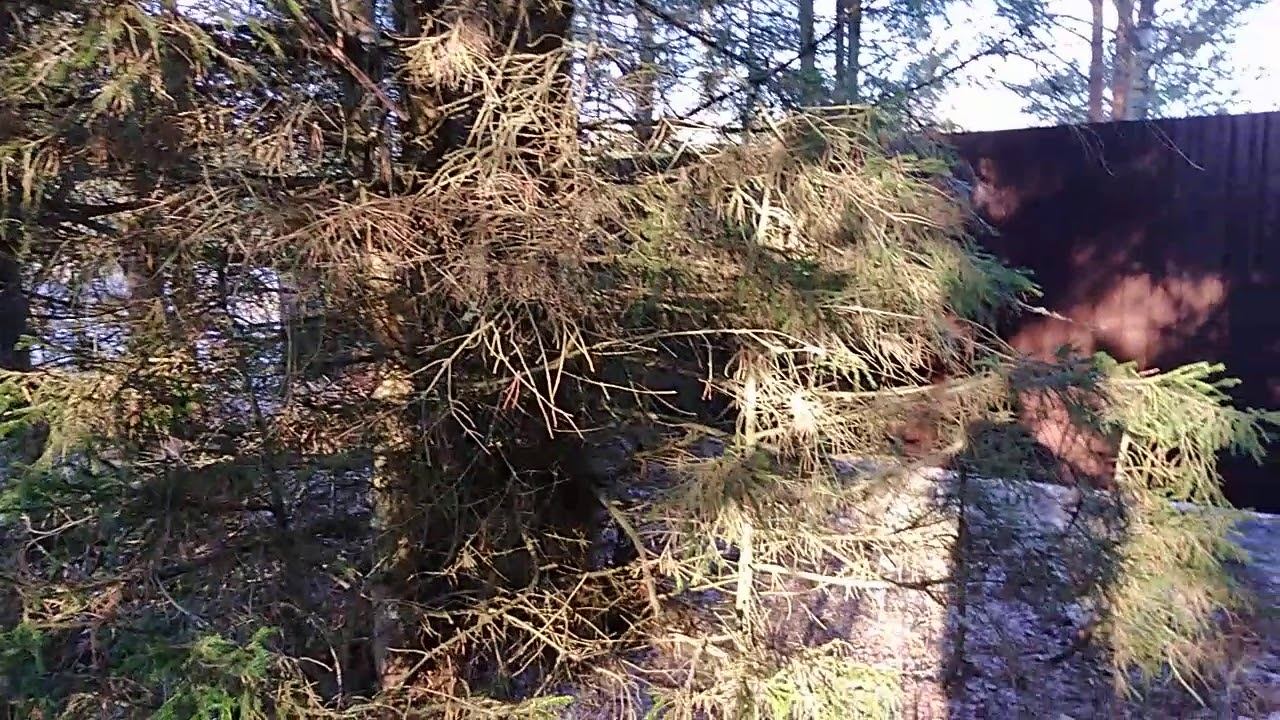 Это снежный декабрь?