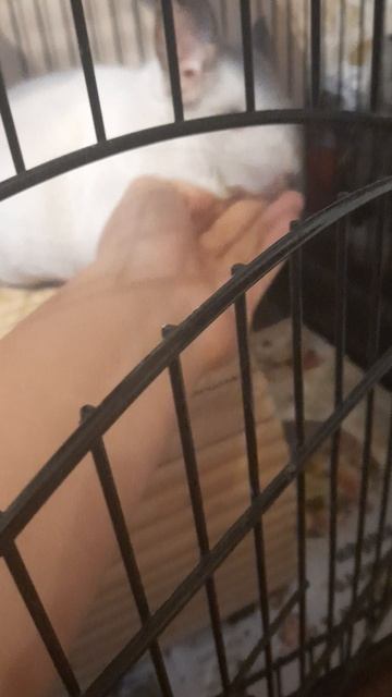 Белый шиншилла смотреть онлайн