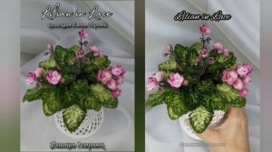 фиалка Lilian in Lace