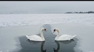 КРЫЛЬЯ ВЕРНОСТИ