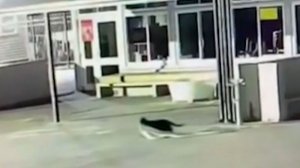 В Новой Зеландии кот-вор попал на видеокамеру