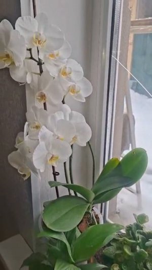 Это видео Сестра прислала