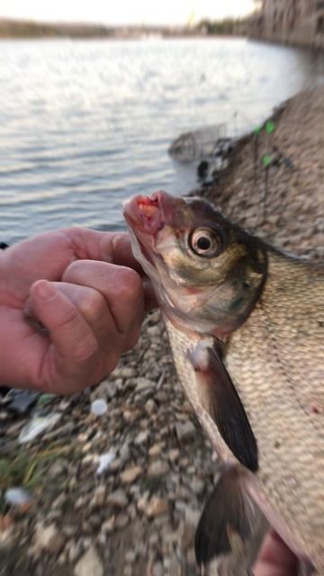 Рыбий Hook 🪝 #шортс #shorts #рыба Рыбий Hook 🪝 #шортс #shorts #рыба