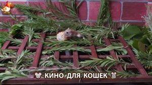 Видео для кошек про крысок развлекать питомцев 🐭🐀😂 (458)